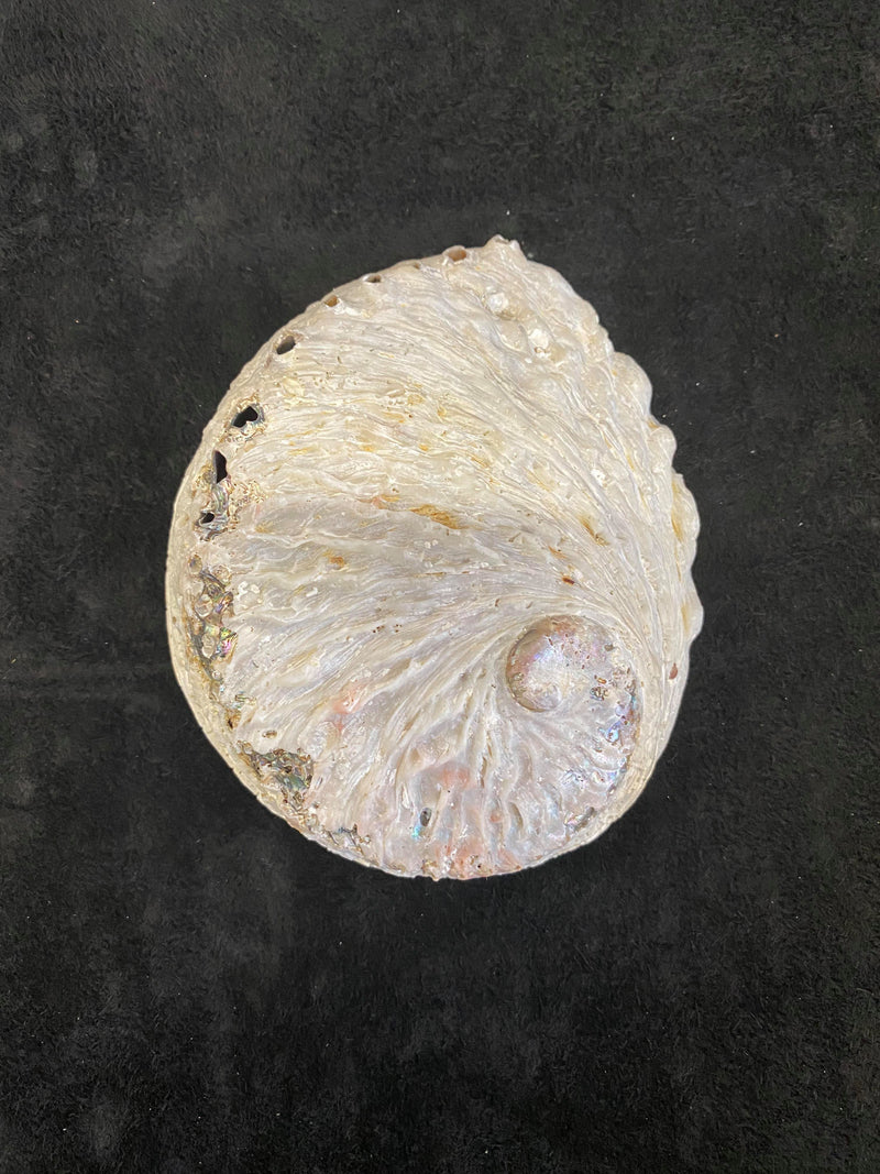 Abalone shells