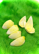 Shell Bead Packs