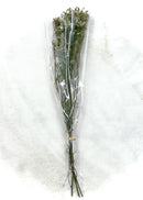 German Statice Stems