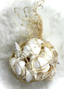 Seashell Bundles