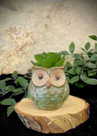 Owl Green Stoneware Planter- $12.00