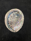 Abalone shells